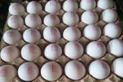 هشدار شبکه دامپزشکی گناباد در خصوص نشانه گذاری تخم مرغ